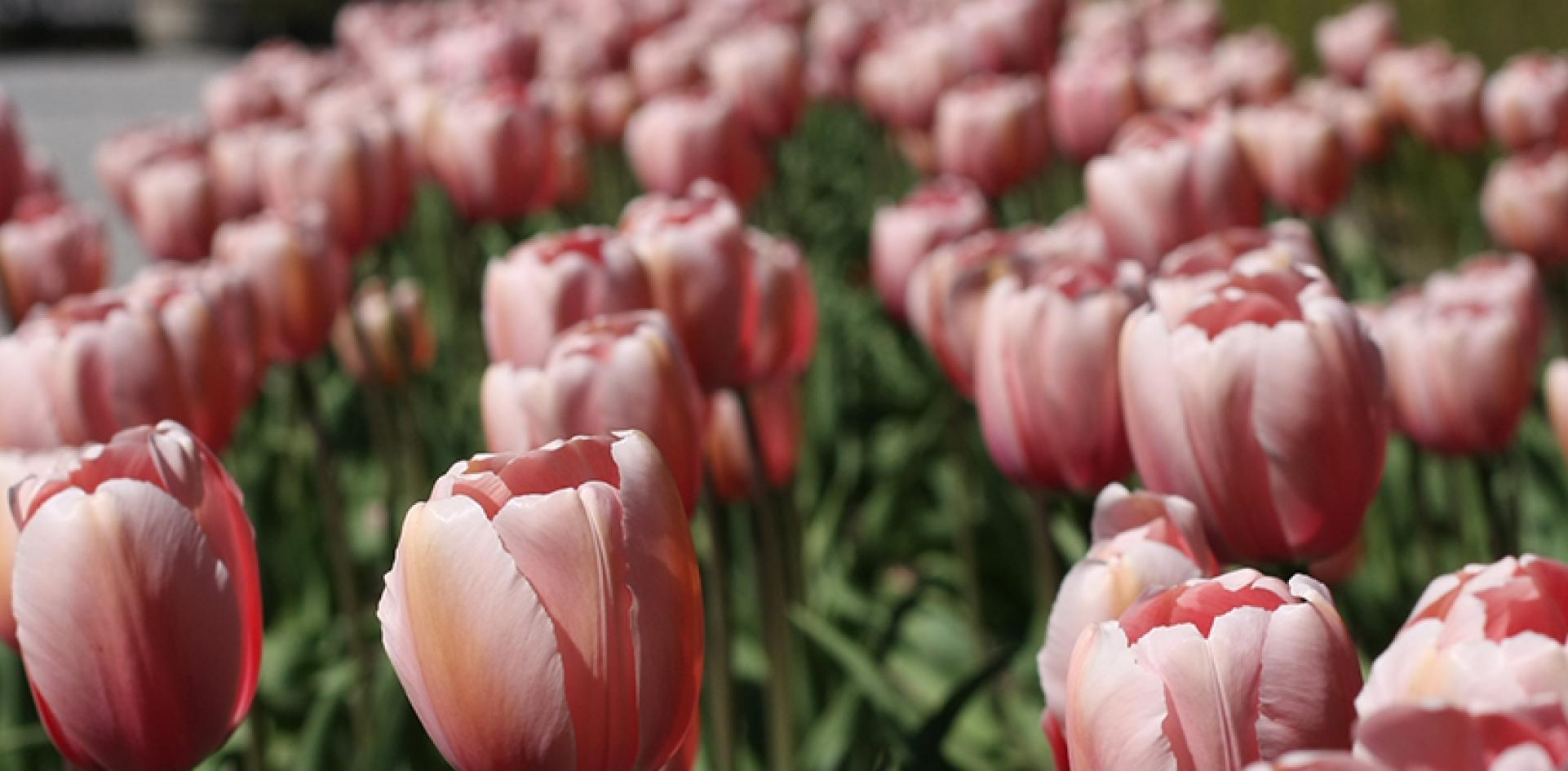 Photo Credit: <a href=a_-3.html | Flickr niagara parks gardens